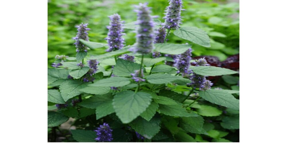 How to Grow Anise Hyssop in Your Garden