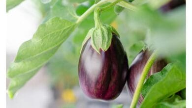 How to Grow Eggplant from Seed in an Organic Kitchen Garden
