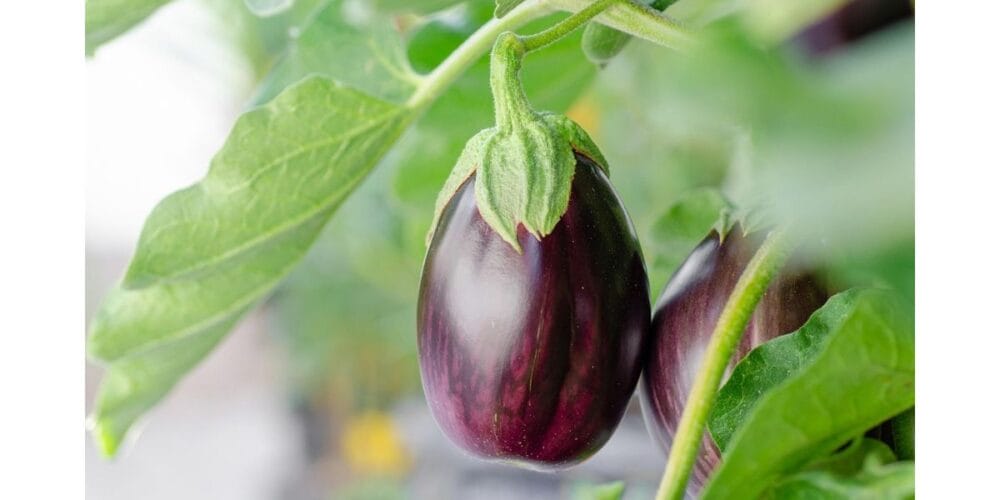 How to Grow Eggplant from Seed in an Organic Kitchen Garden