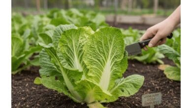 How to Grow Napa Cabbage from Seed to Harvest
