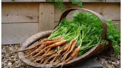 How to Grow Organic Carrots in a Raised-Bed Kitchen Garden