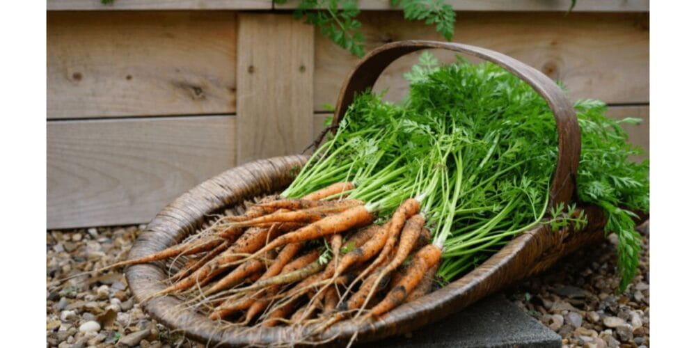 How to Grow Organic Carrots in a Raised-Bed Kitchen Garden