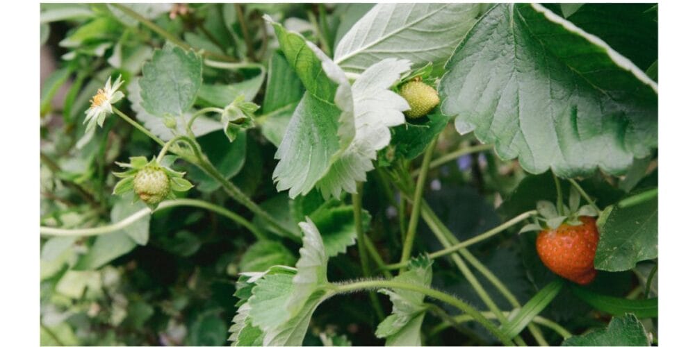 How to Plant and Grow Your Own Organic Strawberries