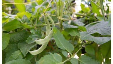 How to Grow Pole Beans in an Organic Kitchen Garden