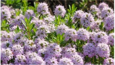 How to Grow Summer Savory in an Organic Herb Garden