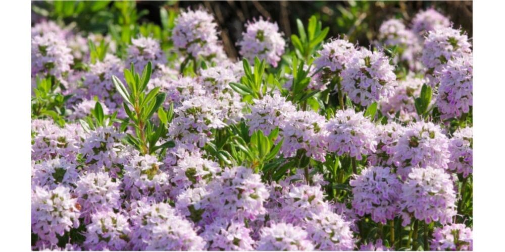 How to Grow Summer Savory in an Organic Herb Garden