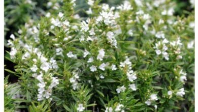 How to Grow Winter Savory in an Organic Herb Garden