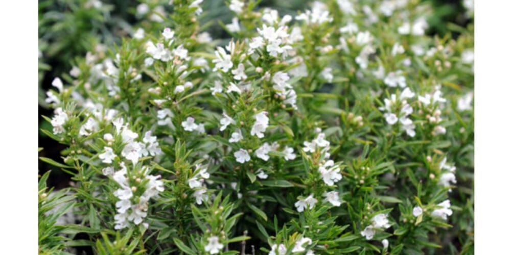 How to Grow Winter Savory in an Organic Herb Garden