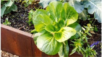 How to Grow Your Own Organic Bok Choy