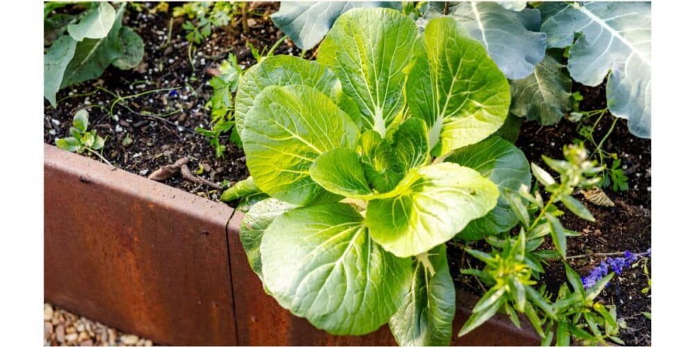 How to Grow Your Own Organic Bok Choy