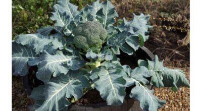How to Grow Your Own Organic Broccoli