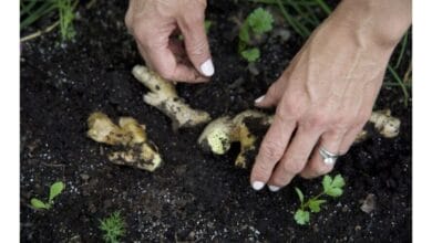 How to Grow Your Own Organic Ginger at Home