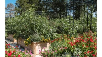 How to Grow Your Own Organic Okra