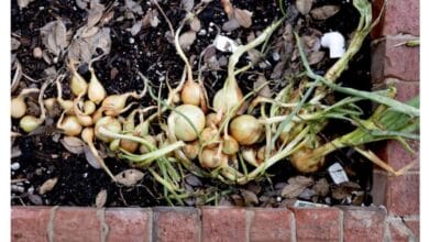 How to Grow Your Own Organic Onions