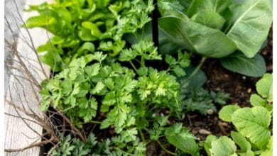 How to Grow Your Own Organic Parsley
