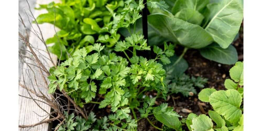 How to Grow Your Own Organic Parsley