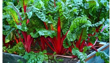 How to Grow Your Own Organic Swiss Chard from Seed