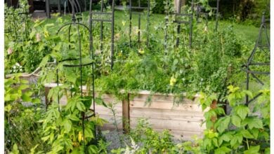What to Plant in July in Your Kitchen Garden