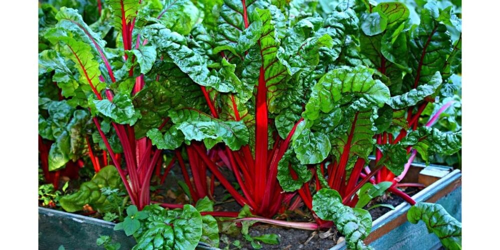 How to Grow Your Own Organic Swiss Chard from Seed