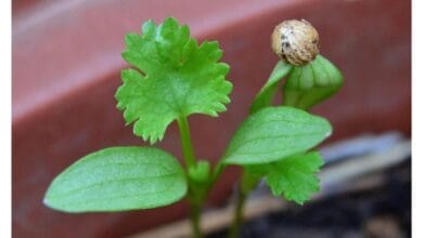 How to Grow and Harvest Your Own Coriander Seeds