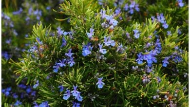 How to Grow and Harvest Your Own Organic Rosemary
