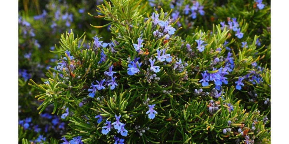 How to Grow and Harvest Your Own Organic Rosemary