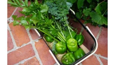 How to Harvest Celery so It Keeps Growing