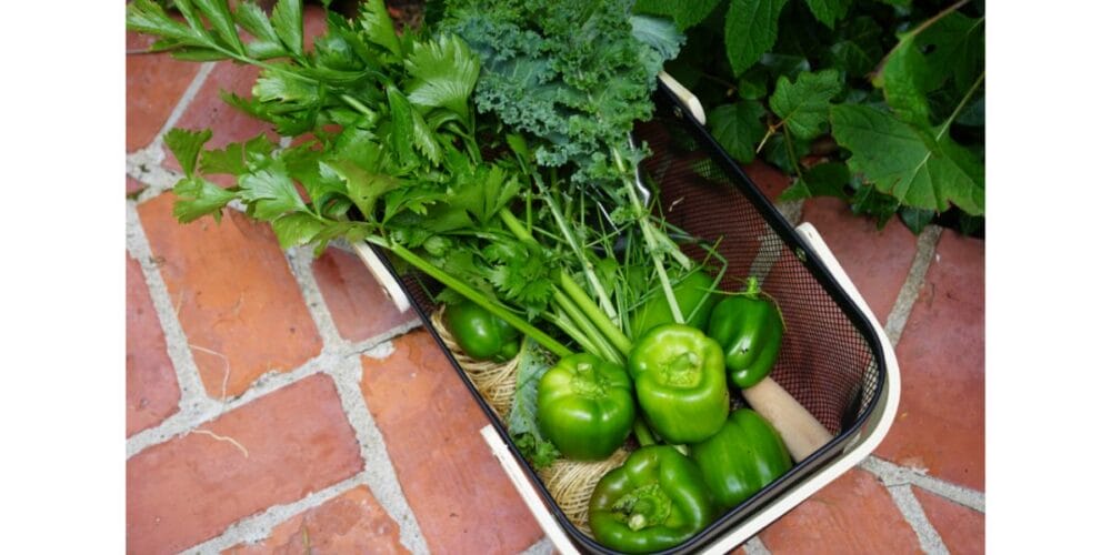 How to Harvest Celery so It Keeps Growing