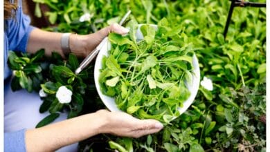 How to Plant, Grow, and Harvest Organic Arugula