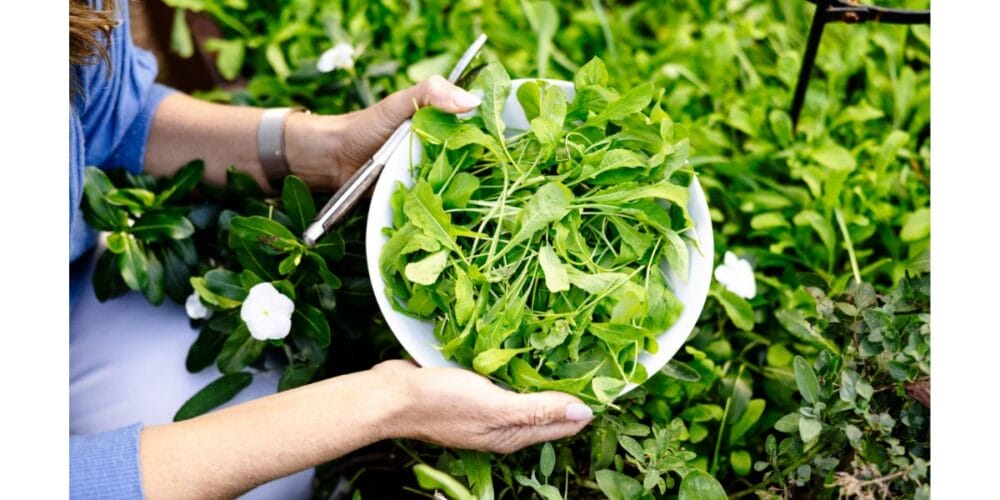 How to Plant, Grow, and Harvest Organic Arugula
