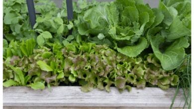 How to Plant Sugar Snap Peas in Your Garden in 3 Easy Steps