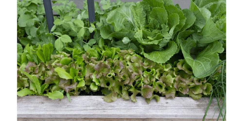 How to Plant Sugar Snap Peas in Your Garden in 3 Easy Steps