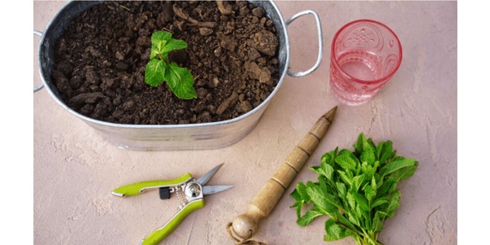 How to Propagate Mint in 3 Easy Steps