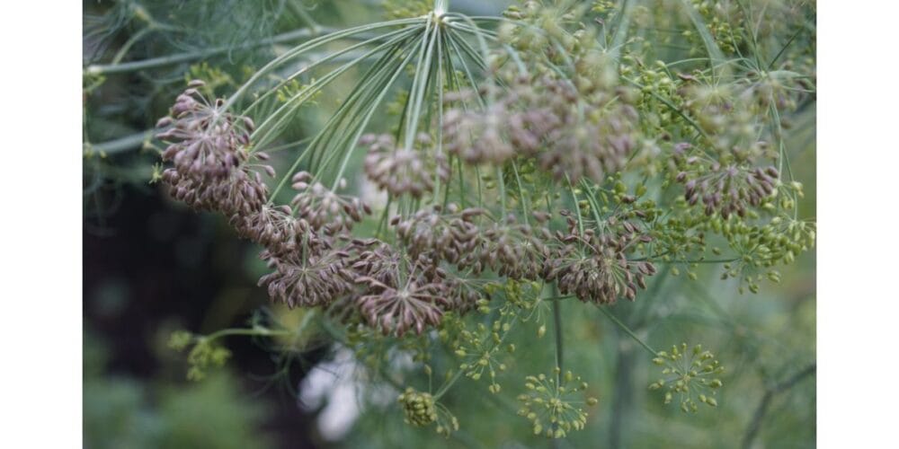 How to Save Dill Seeds from Your Kitchen Garden