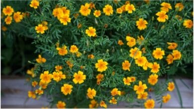 How to Save Your Own Marigold Seeds