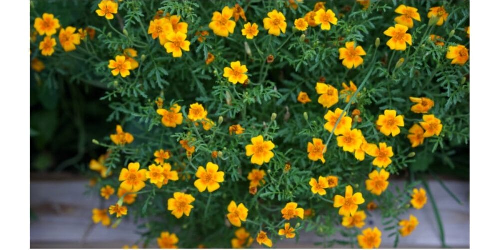How to Save Your Own Marigold Seeds