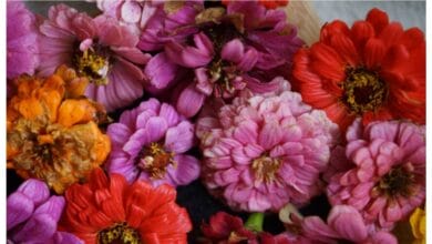 How to Start a Cut Flower Garden for Beginners