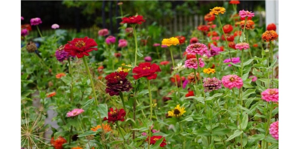 How to Start a Pollinator Garden in 5 Easy Steps