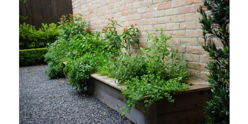 How to Start an Herb Garden