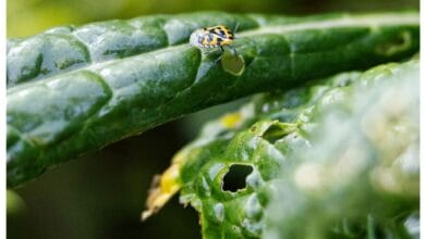 How to Treat and Prevent Harlequin Bugs in Your Garden