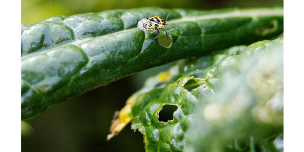 How to Treat and Prevent Harlequin Bugs in Your Garden