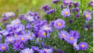Our Favourite Flowers to Grow in Cool Weather