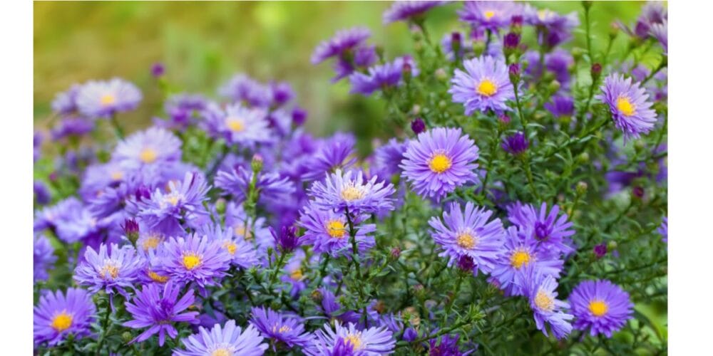 Our Favourite Flowers to Grow in Cool Weather