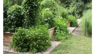 Perennial, Biennial, and Annual Plants