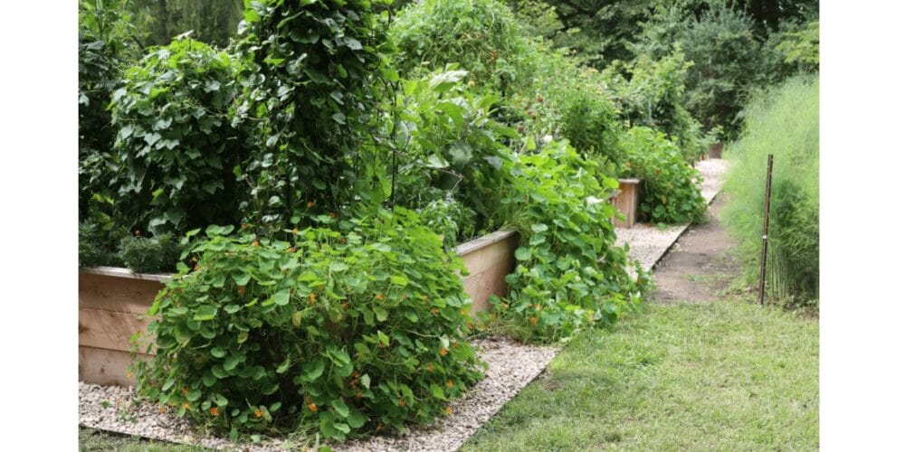 Perennial, Biennial, and Annual Plants