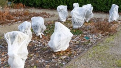 How to Protect Plants from Frost