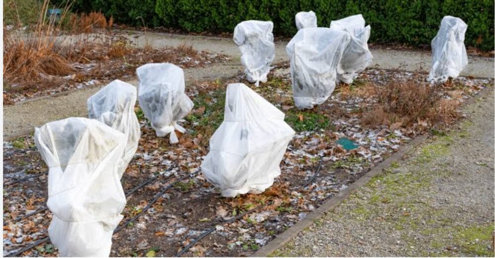 How to Protect Plants from Frost