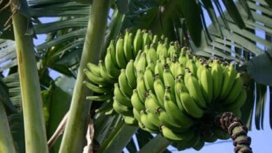 Banana Producing Countries