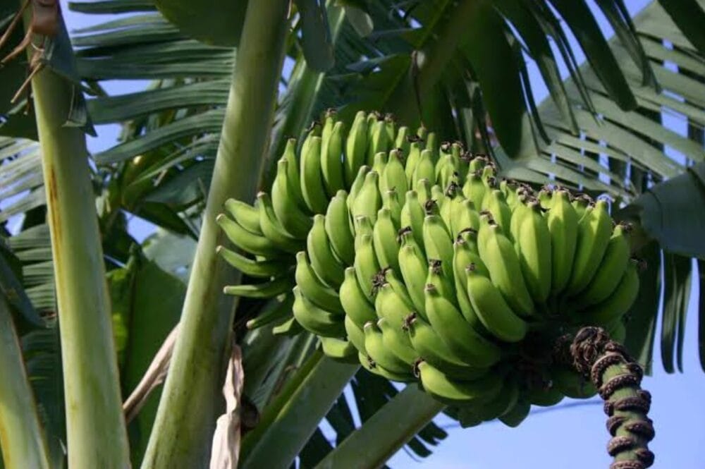 Banana Producing Countries