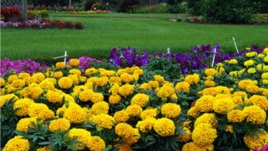 Marigold Farming